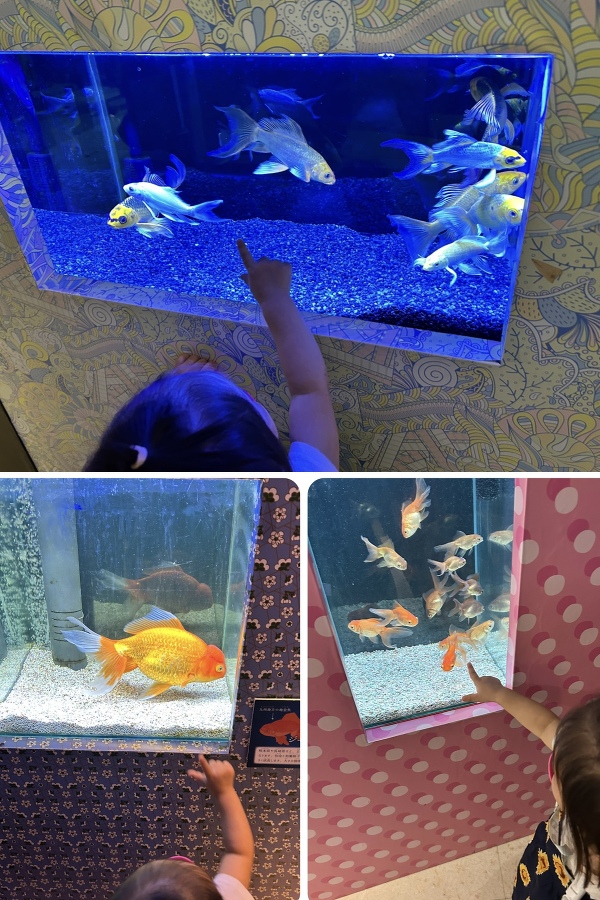 光で彩る🌟金魚のアクアリウム🐟