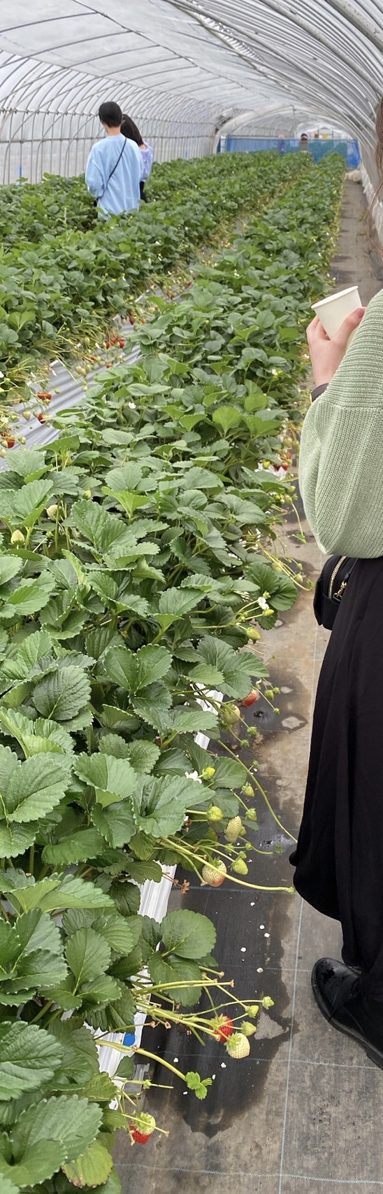 いちご狩り🍓