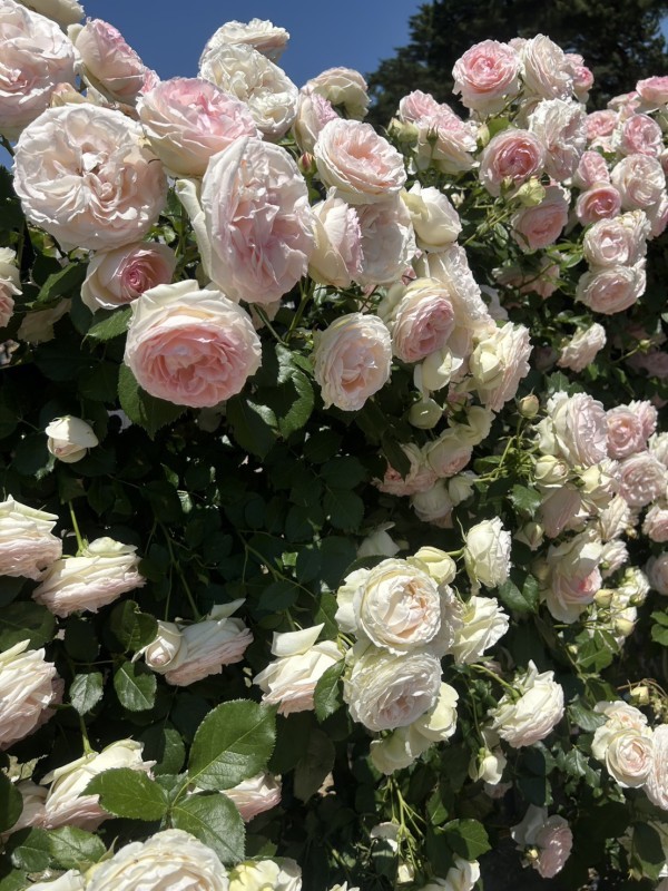 敷島のバラ園🌹