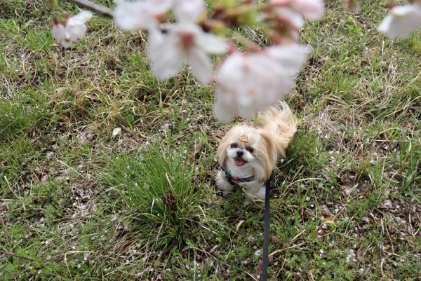 わんこと🌸