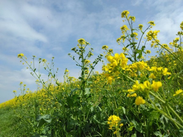 少し前ですが菜の花がとても綺麗でした☆