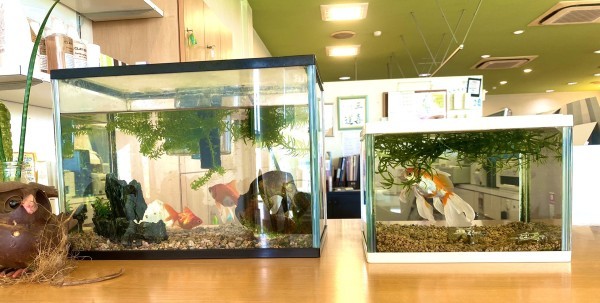 夏の風物詩🐟