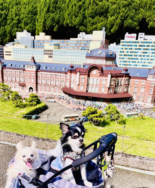 プチ世界一周🐶