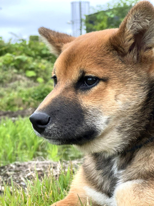 新しい家族が増えました🐕