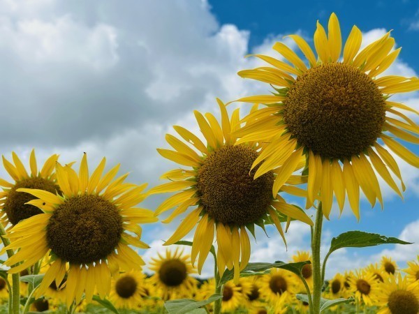 益子のひまわり畑🌻