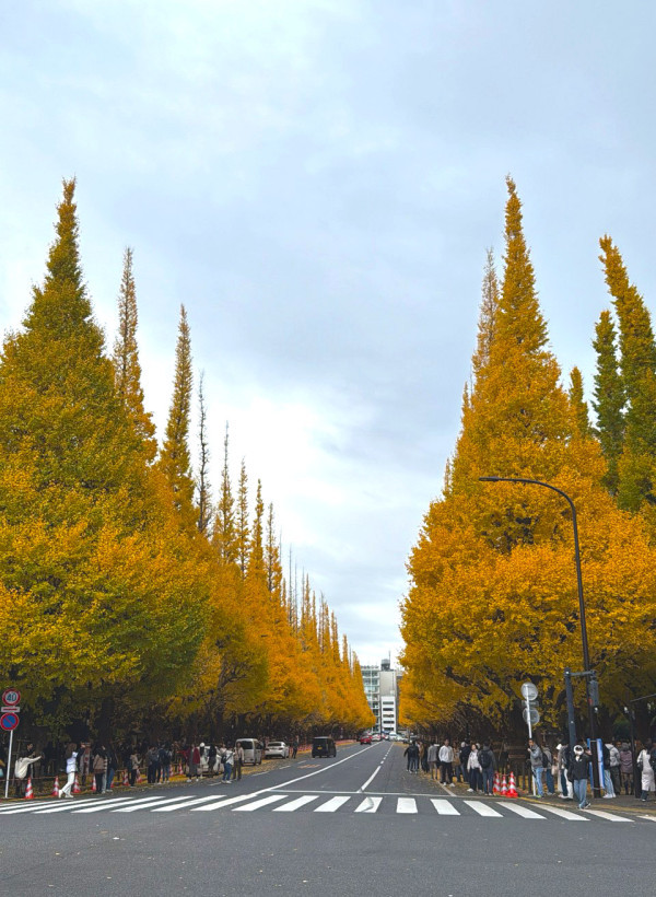 いちょう並木🍂