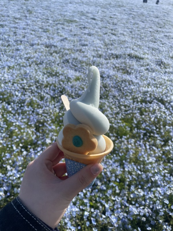 国営ひたち海浜公園🌼